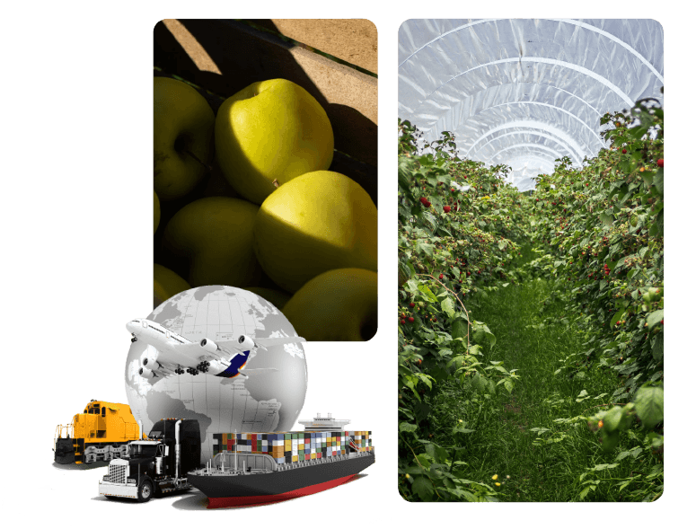 Collage showing fresh fruits, vegetables, and shipping containers representing our global export business